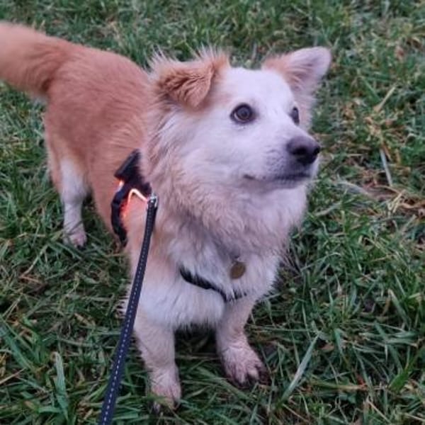 Tommy wartet in 73663 Berglen auf dich