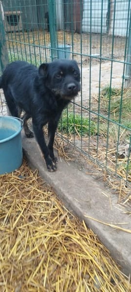 Liebenswerter Mack hofft auf euch