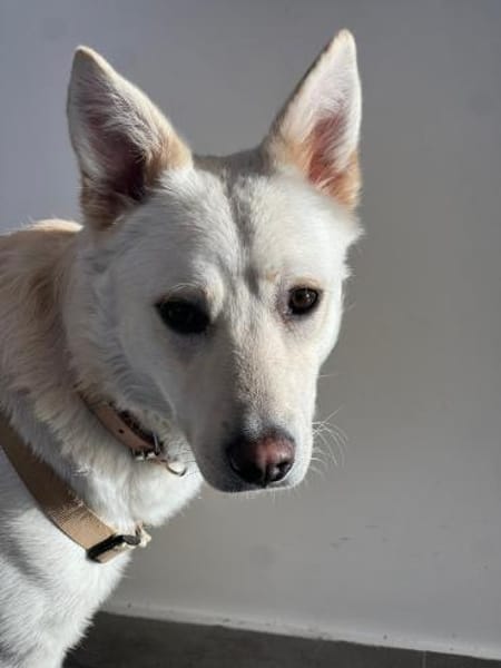 Freundlicher Kalle sucht sein Zuhause