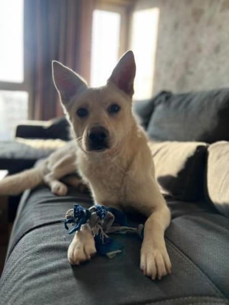 Freundlicher Kalle sucht sein Zuhause