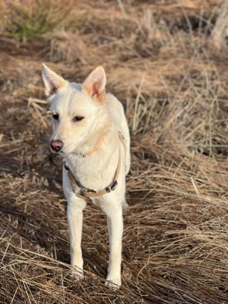 Freundlicher Kalle sucht sein Zuhause