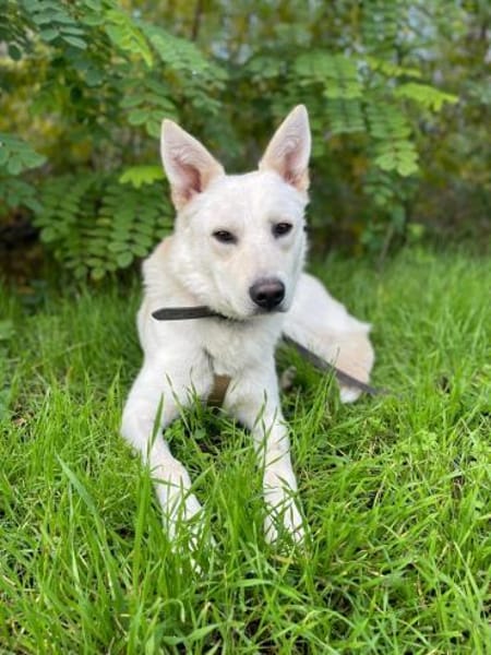 Freundlicher Kalle sucht sein Zuhause