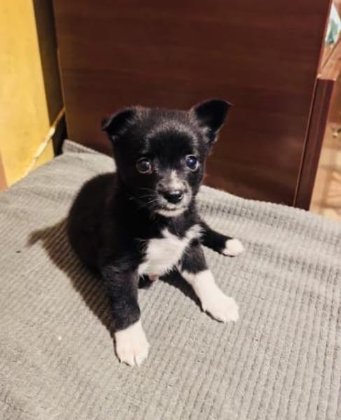 Fenja sucht ein Körbchen