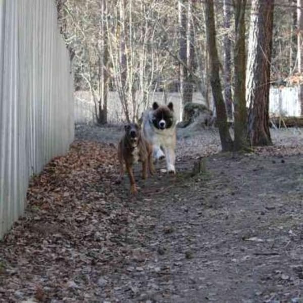 Baldo Jungspund mit Charme