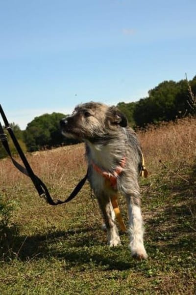 Wunderschöner frecher Ariel