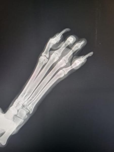 Wunderschöner frecher Ariel