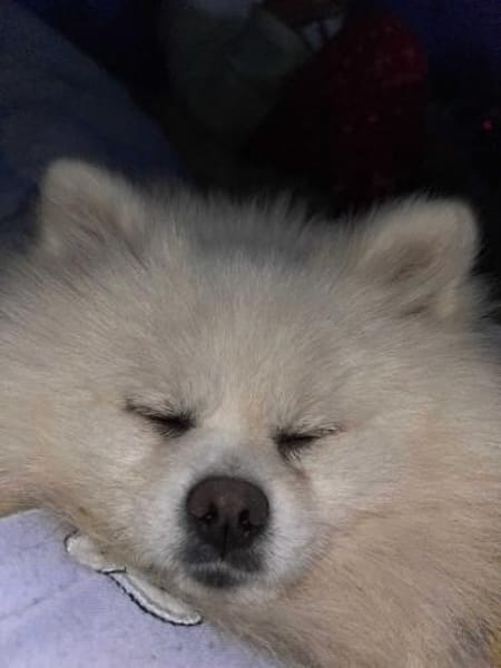 Lila sucht ihr Glück