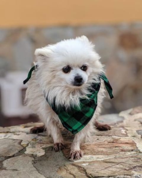 Lila sucht ihr Glück