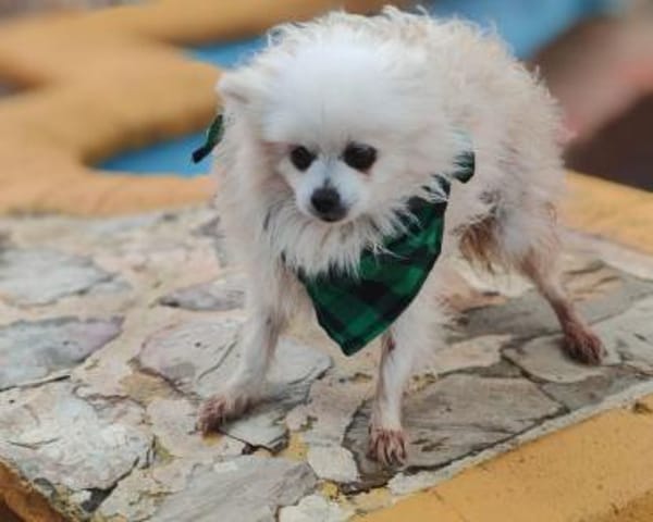 Lila sucht ihr Glück