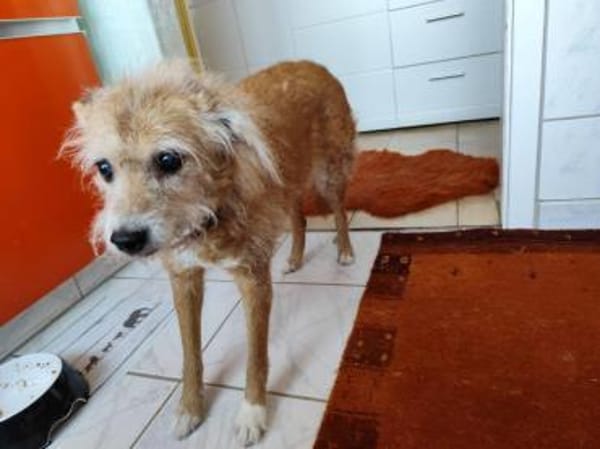 SOS für Omi Gala auf PS 34277