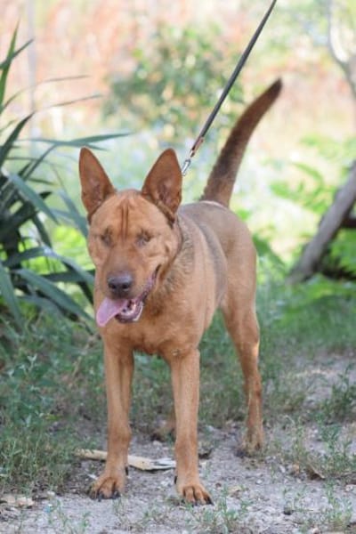 Solo - liebe, nette, blinde Hündin