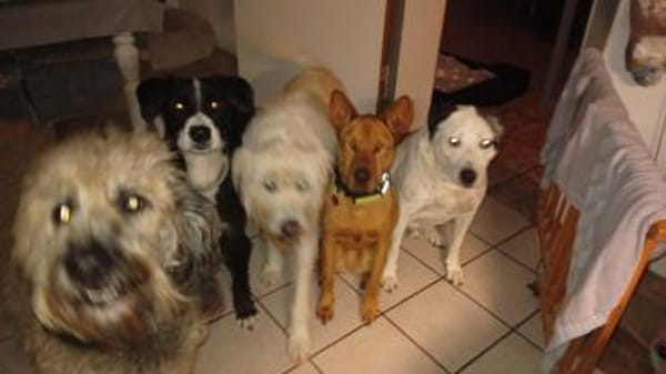 Solo - liebe, nette, blinde Hündin