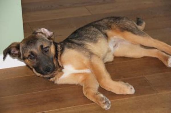 INOLA, neugierige junge Dame sucht