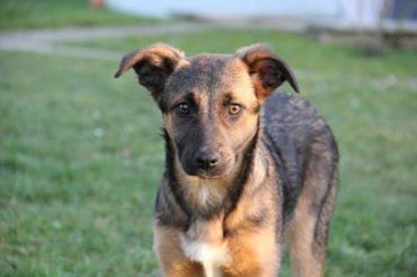 INOLA, neugierige junge Dame sucht