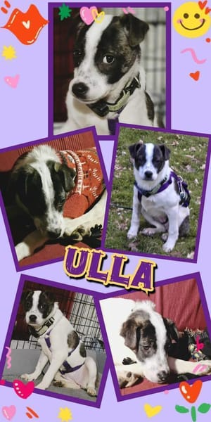 Welpenmädchen Ulla auf PS in 90475