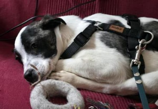 Welpenmädchen Ulla auf PS in 90475