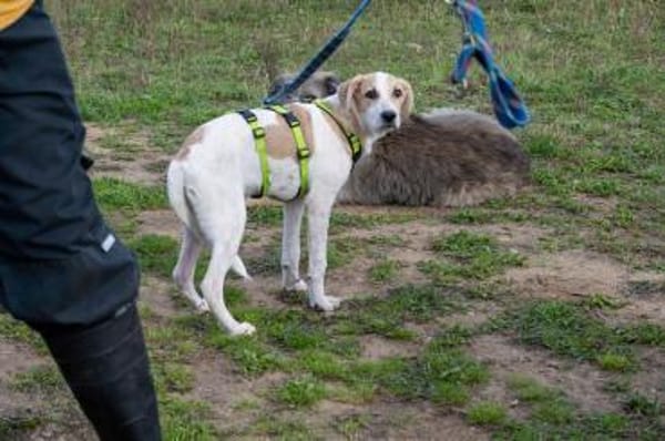 Sanfter Nico sucht seine Menschen