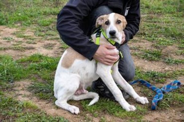 Sanfter Nico sucht seine Menschen