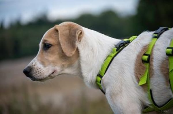 Sanfter Nico sucht seine Menschen