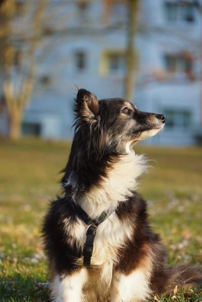 Sensible Hope braucht Nähe und Ruhe