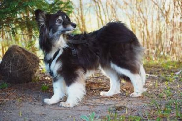 Sensible Hope braucht Nähe und Ruhe