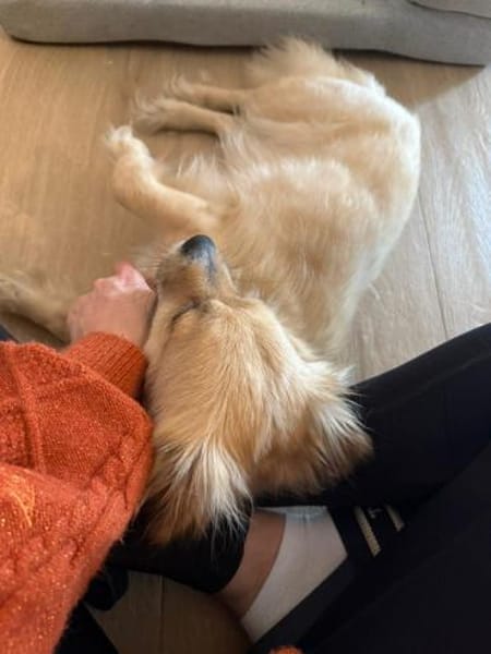 Sonnenschein Kira sucht ihre Menschen