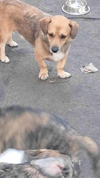 Bolek, liebenswerter Charmeur