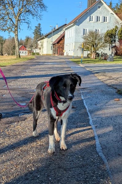 ❤Lani...Traumhund gesucht?