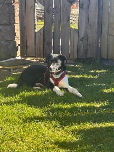 ❤Lani...Traumhund gesucht?