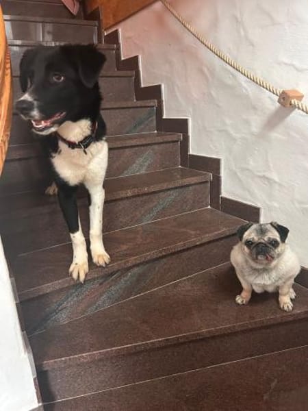 ❤Lani...Traumhund gesucht?