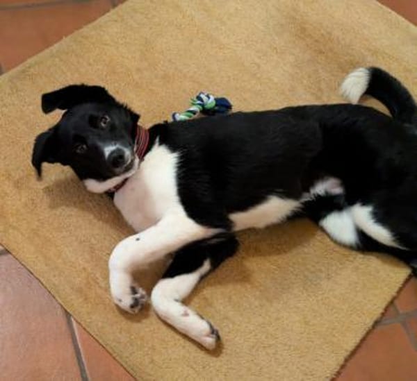 ❤Lani...Traumhund gesucht?