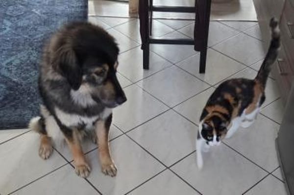 Aramis 💗 wartet in 50169 Kerpen