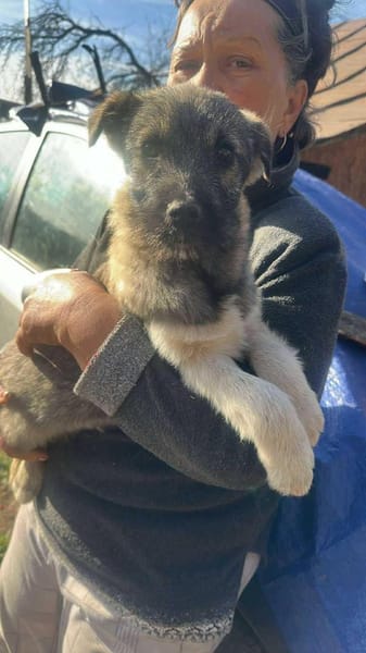 Pavel, kleiner Hundemann auf Suche