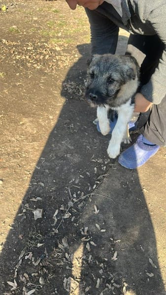 Pavel, kleiner Hundemann auf Suche