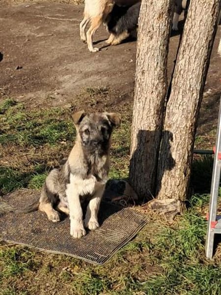 Pavel, kleiner Hundemann auf Suche