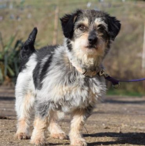 Violetta - freundlich & verschmust