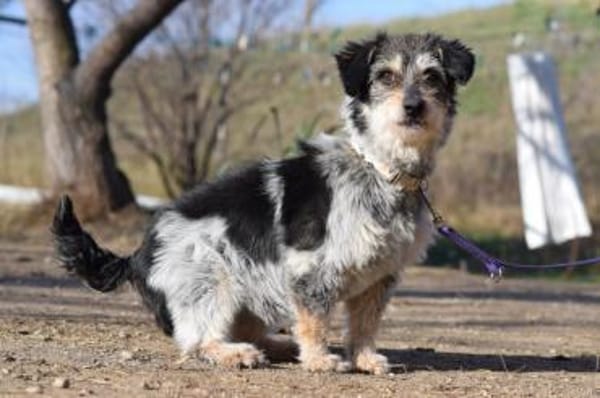 Violetta - freundlich & verschmust