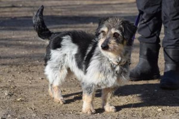 Violetta - freundlich & verschmust