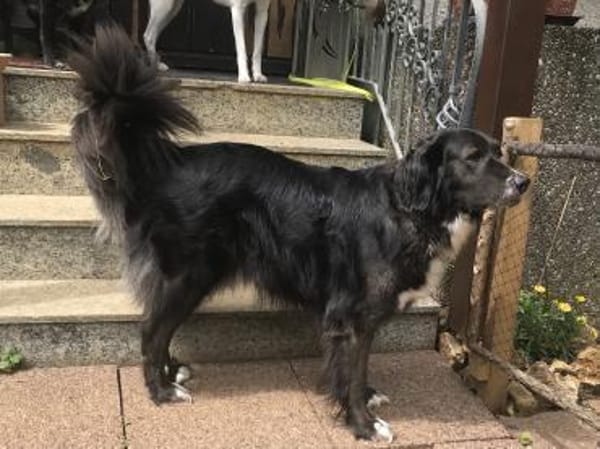 Paco 🍀🍀🍀 ist ein toller Rüde