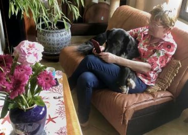 Paco 🍀🍀🍀 ist ein toller Rüde