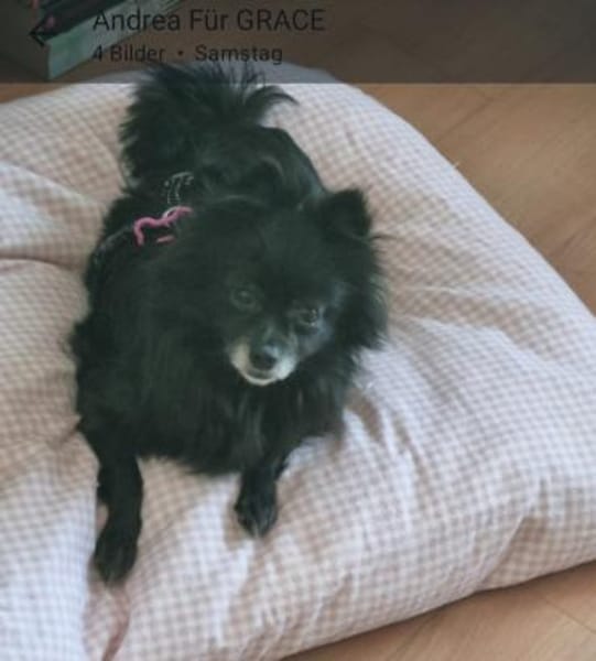 Grace  kleine Kuschelmaus mit Herz