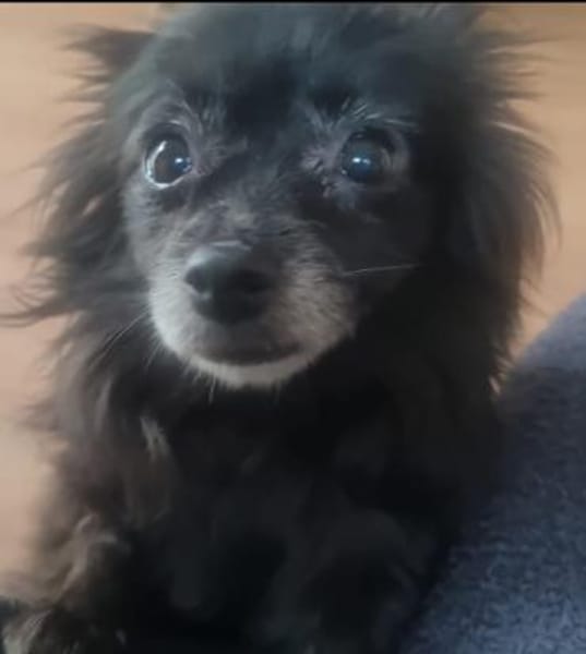 Grace  kleine Kuschelmaus mit Herz