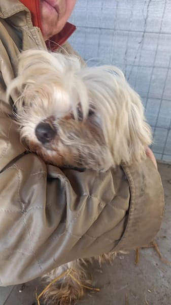 Bella, liebe & zurückhaltende Malteserin