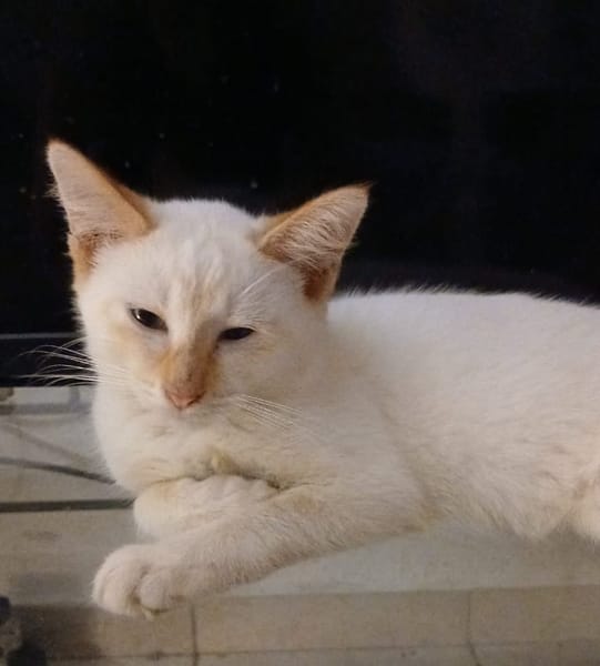 BLANCHE, chaton femelle européen