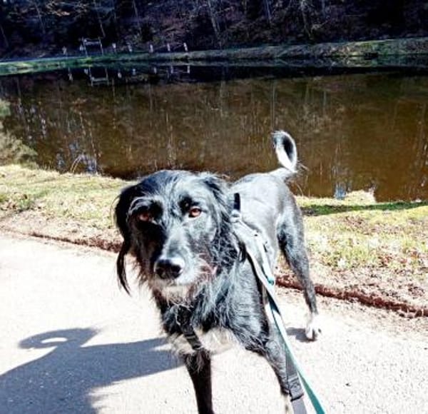 Elmo - sensibler Begleiter sucht Euch