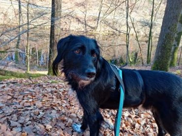 Elmo - sensibler Begleiter sucht Euch