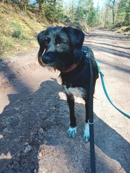 Elmo - sensibler Begleiter sucht Euch