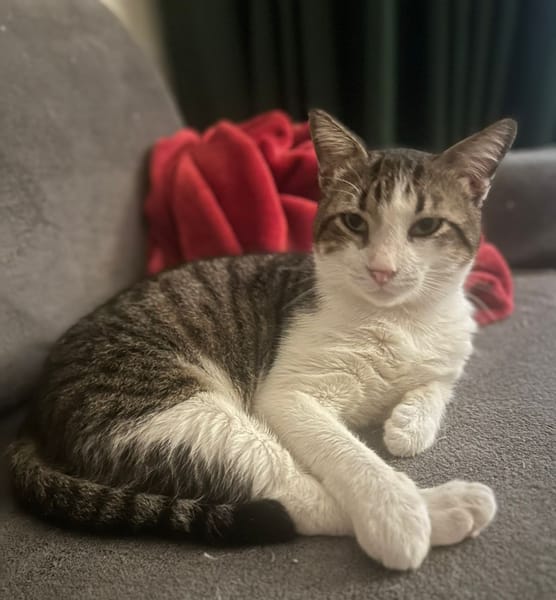 DIDIER, chat européen