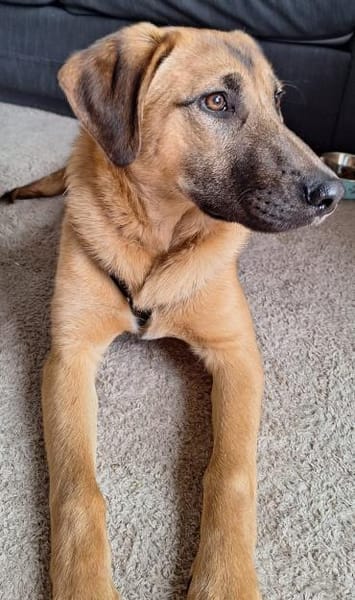 Lyki ist ein lieber, süßer Kerl