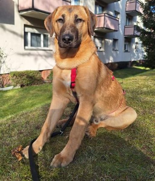 Lyki ist ein lieber, süßer Kerl